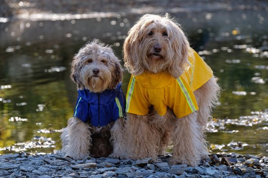 WaterproofPet™ - Reflecterende Regenjas + Capuchon | 100% Waterdicht - Veilige Nachtwandeling