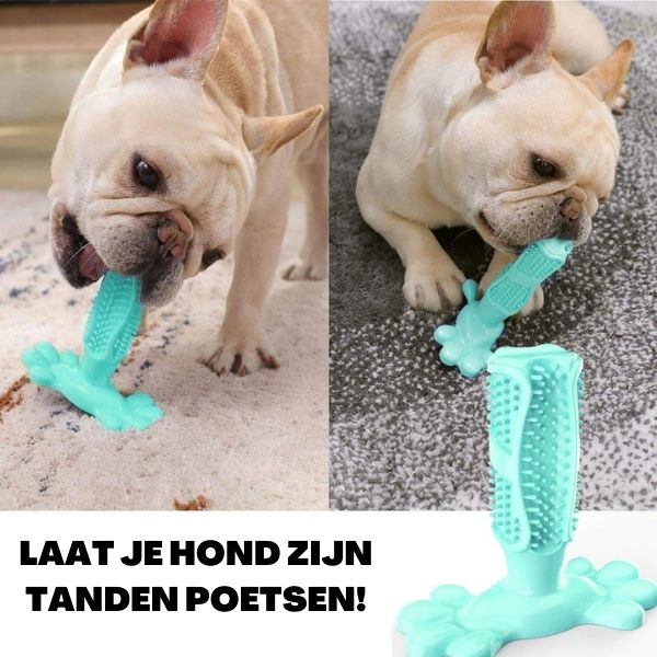 ParaHondist™  | De gezonde 🦷 reiniging met grip van jouw huisdier